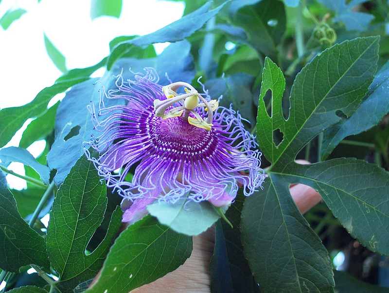 Maypop